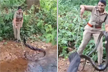 Video: Kerala forest officer’s daring rescue of 16-foot King Cobra